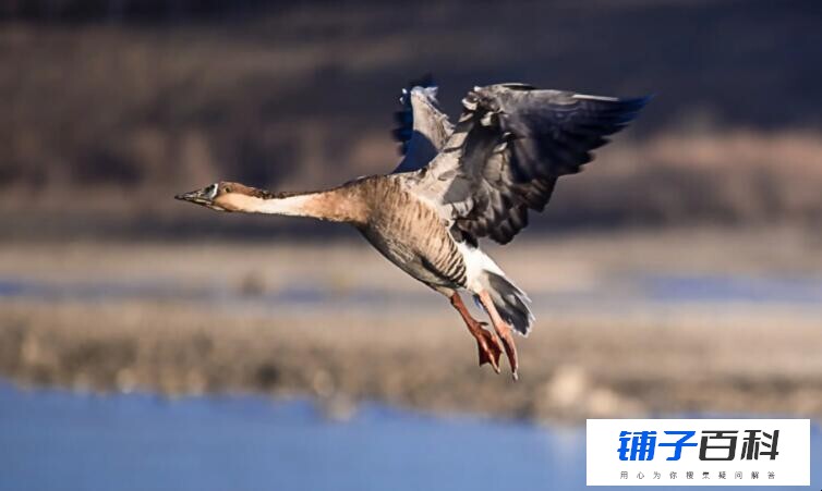 什么的大雁如何填空