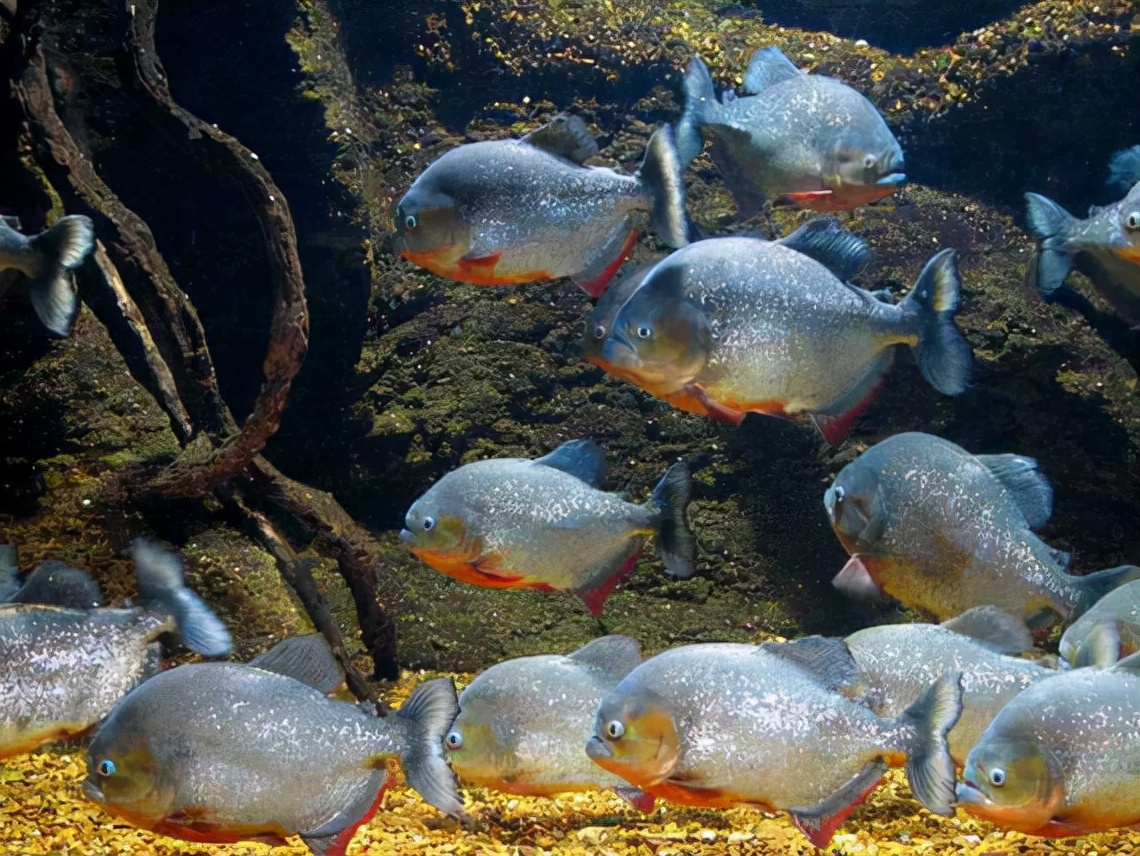 亚马逊河中隐藏的十大恐怖生物，谁是真正的霸主？食人鱼是开胃菜