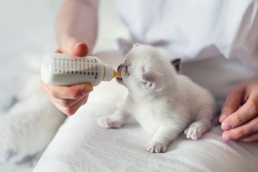 猫咪怀孕后多久可以生产，如何计算，还有哪些需要注意的事项