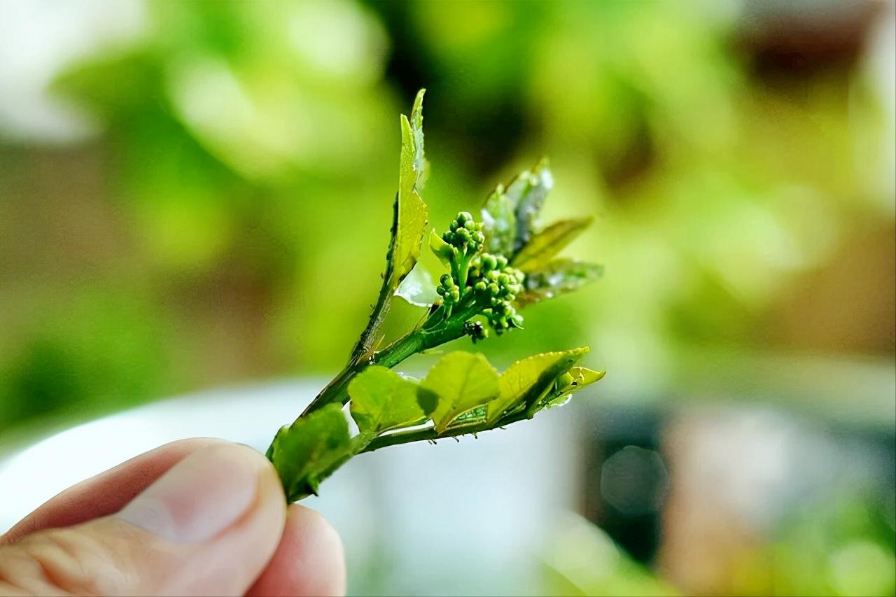 适合懒人种植的经济作物（种1次连续采收5年的12种蔬菜）