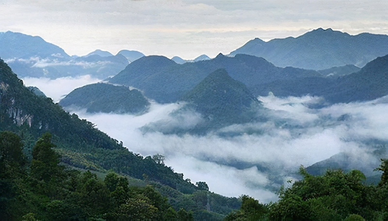 临沧茶叶前十名（云南临沧最有名的10大茶品牌）