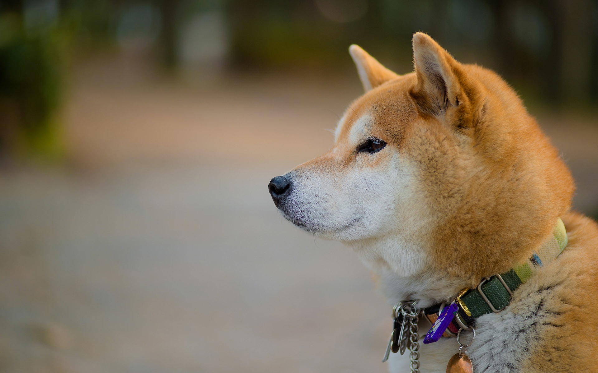 秋田犬为什么禁养