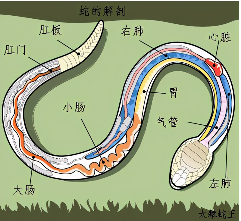 打蛇打七寸的七寸是指（蛇的七寸是什么部位）