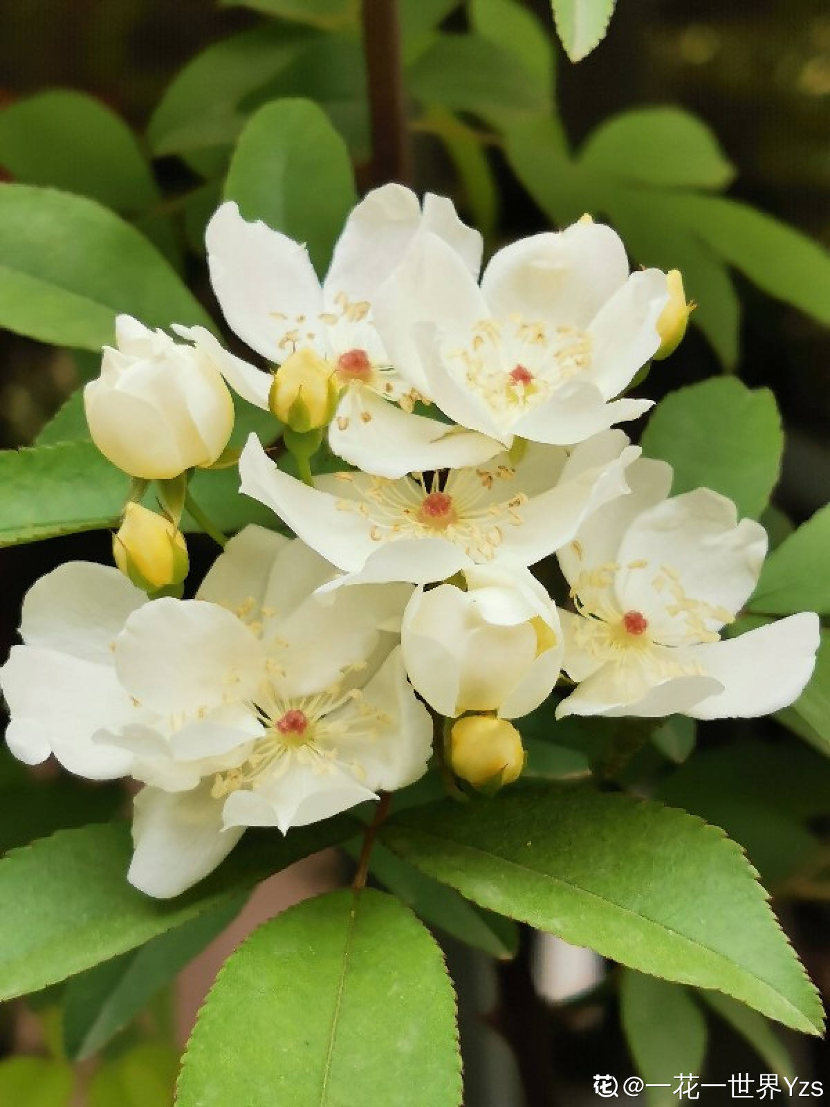 木香花百科图片