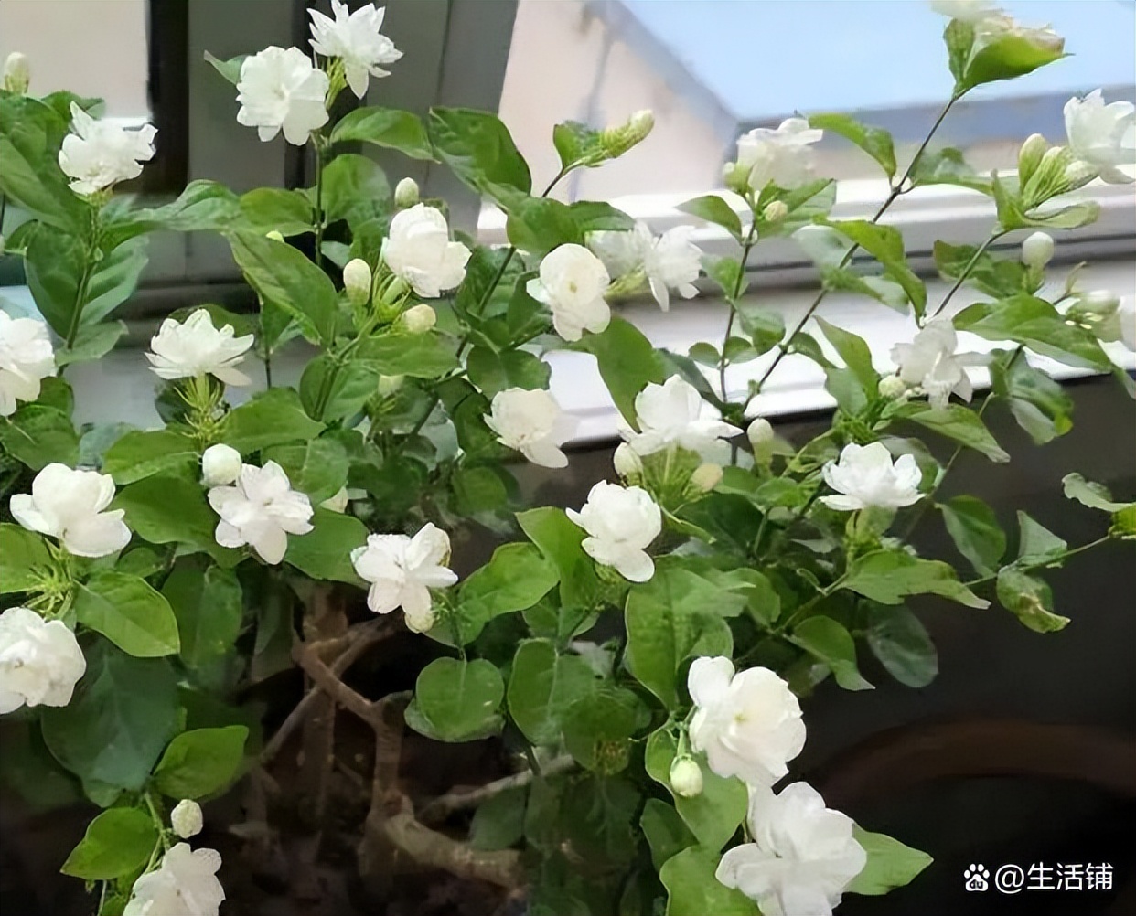 茉莉花的养殖方法和注意事项，浇水施肥注意方法，枝繁叶茂开花香