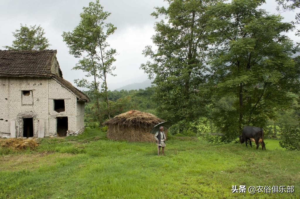 农村常说：前不种桑，后不种柳！那种什么？这4种镇宅树了解一下