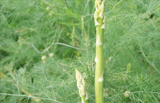 适合懒人种植的经济作物（种1次连续采收5年的12种蔬菜）