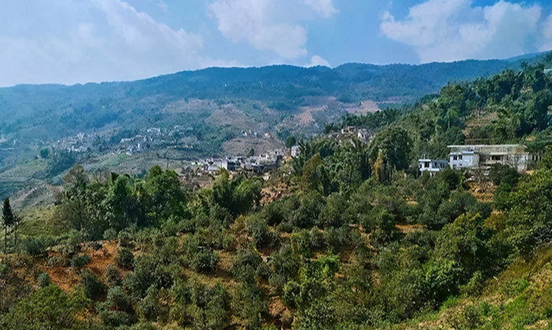 临沧茶叶前十名（云南临沧最有名的10大茶品牌）