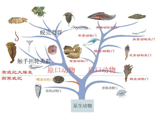 图片[2]-世界上有多少种动物(地球上总共有多少物种)-欣欣百科网