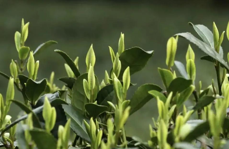 什么红茶最好喝排行榜（什么品种的红茶口感好喝）