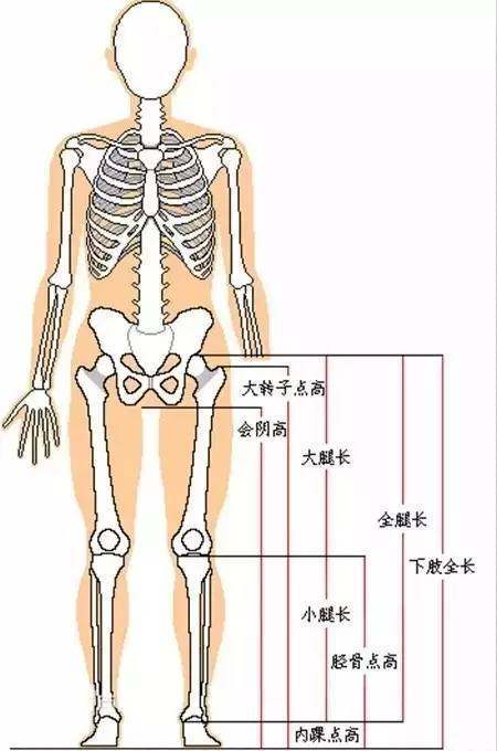 腿长怎么量从哪到哪标准(正确量腿长的方式图解)