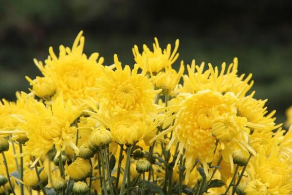 我们的节日重阳节重阳节习俗知多少