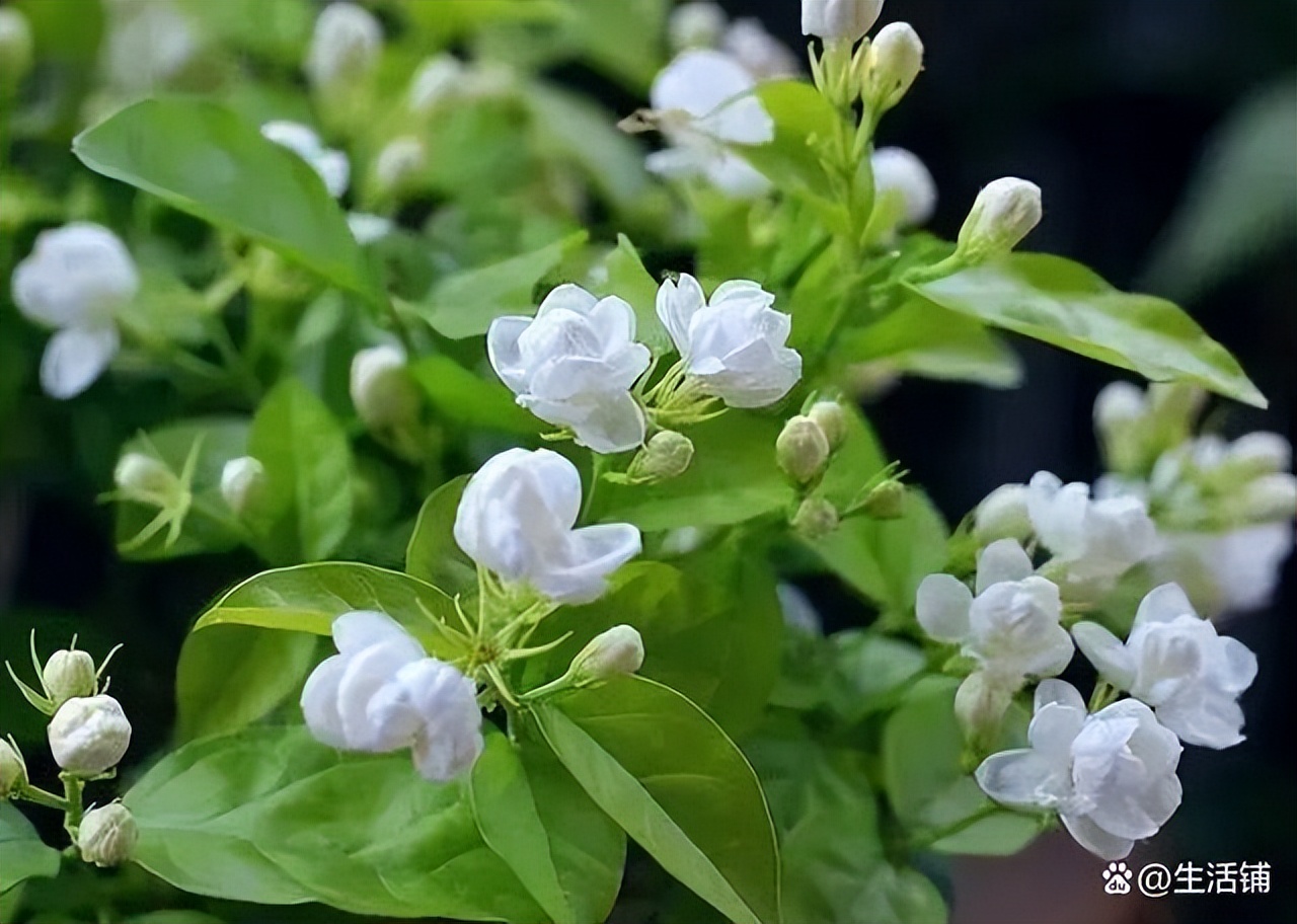 茉莉花的养殖方法和注意事项，浇水施肥注意方法，枝繁叶茂开花香