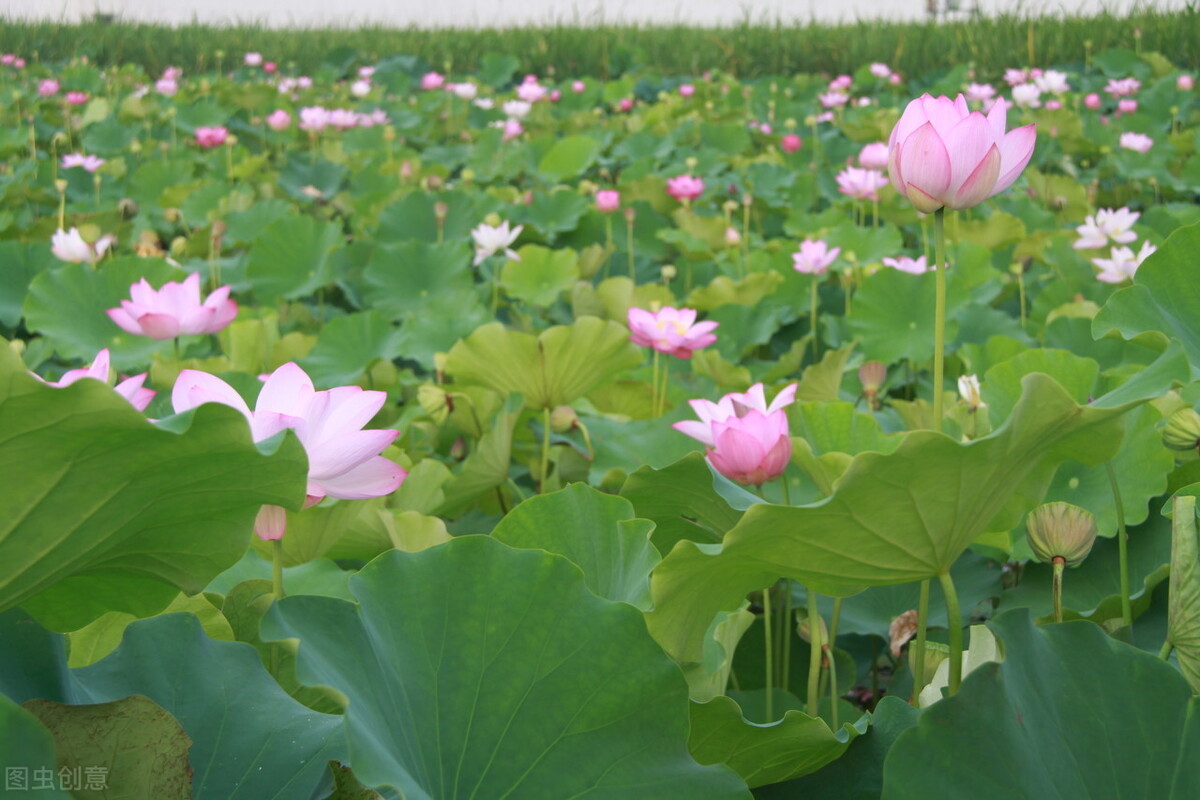 立夏将至，无论有钱没钱，记得吃“立夏6宝”，应季而食营养足