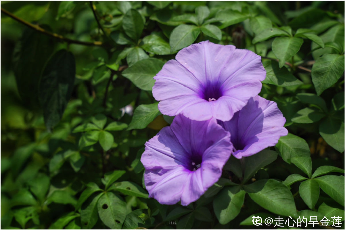 3种花容易“上房揭瓦”，尤其是住在农村，栽种一定要谨慎