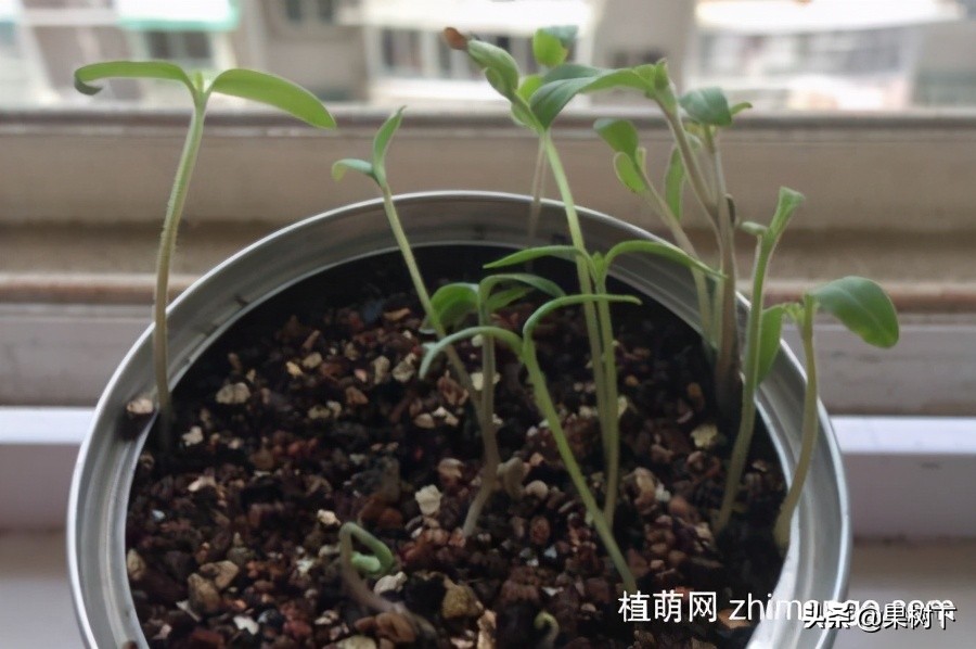 西红柿种子怎么种（西红柿种植种子播种方法）