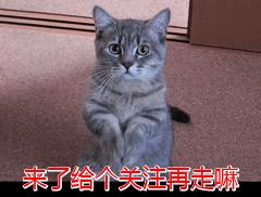 “穷人”养猫，最好避开这几种猫，实在太烧钱了