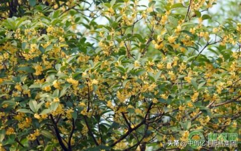 中国四大桂花产地(桂花主产地在哪里)