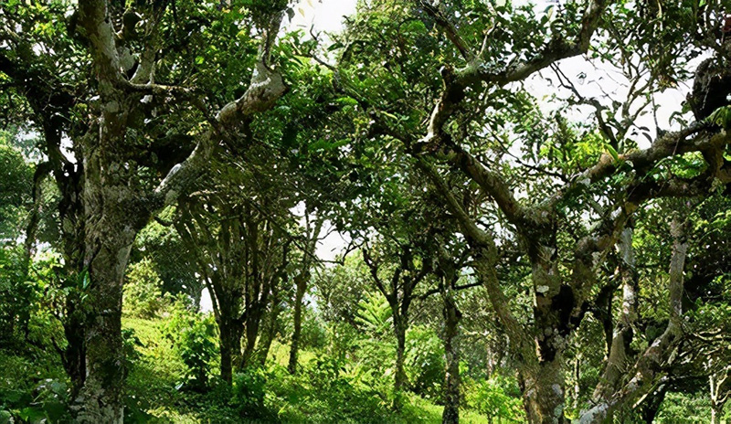 临沧茶叶前十名，云南临沧最有名的10大茶品牌(附2023年最新排行榜前十名单)