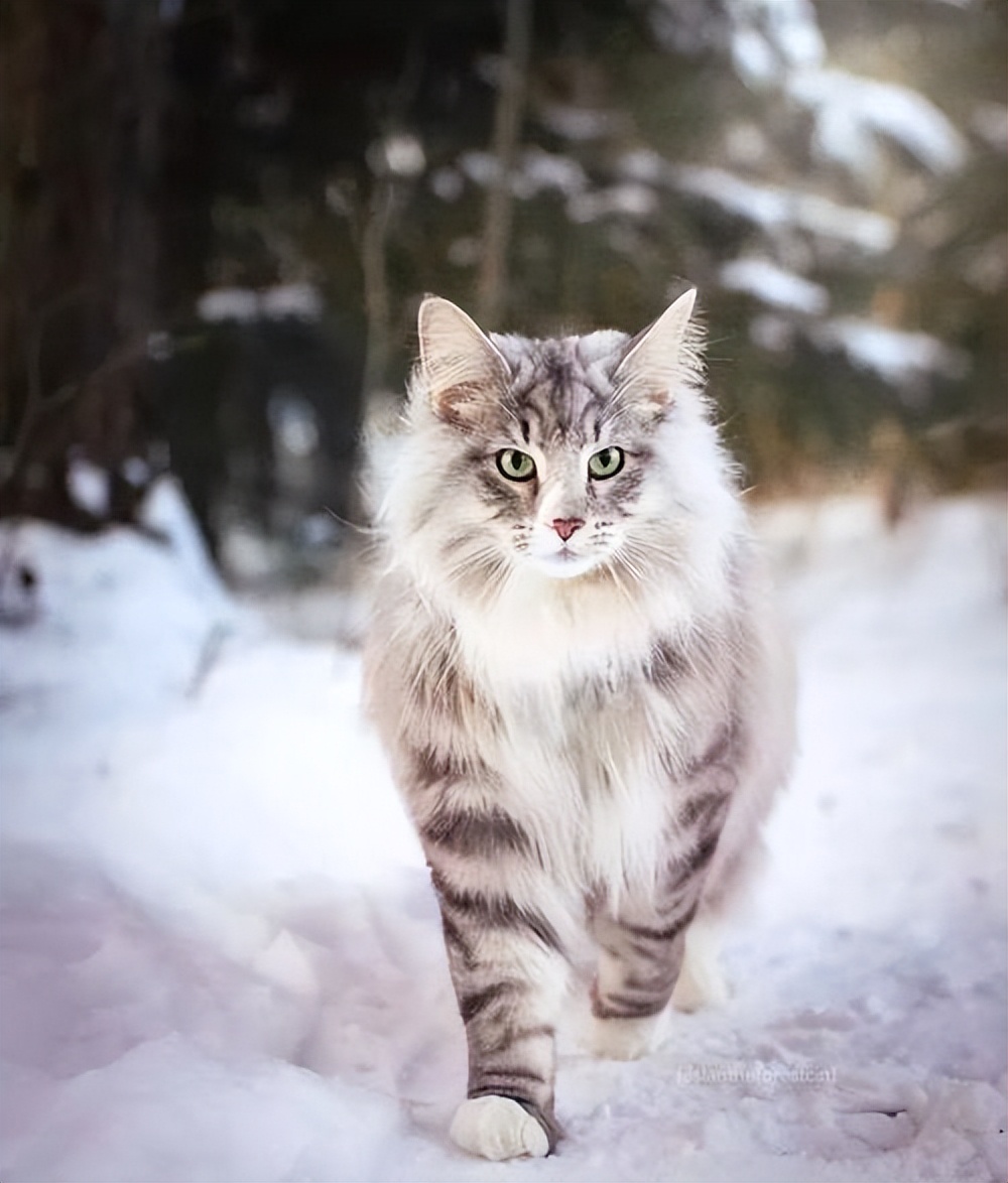 “穷人”养猫，最好避开这几种猫，实在太烧钱了