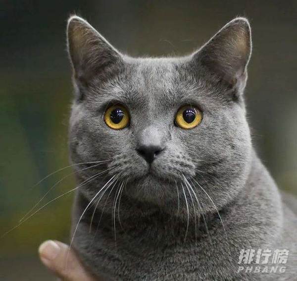 猫咪智商排行榜前十名-猫咪智商排行榜10种最聪明的猫