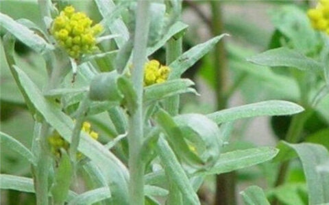 清明草和艾草的区别（清明菜和野艾草有什么不同）