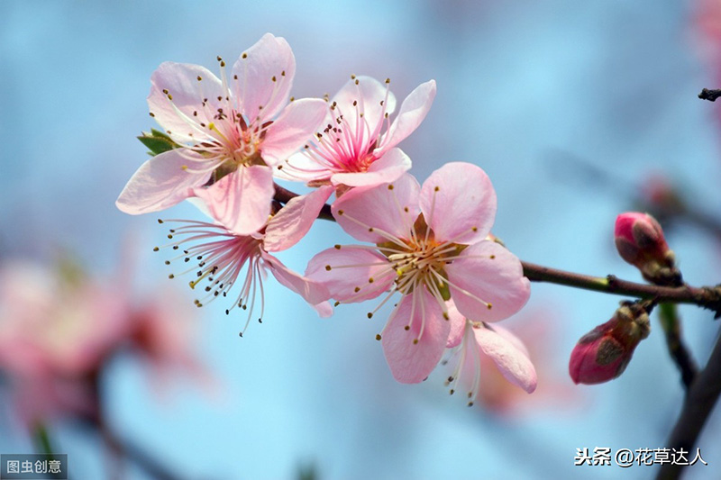 桃花是什么季节开的（桃花是春天开放的花吗）