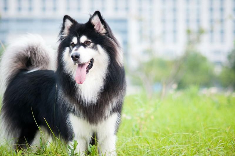 阿拉斯加犬多少钱一只（纯种阿拉斯加犬幼崽什么价格）