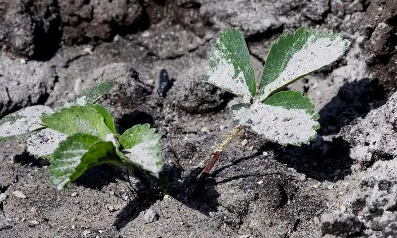 草木灰哪些植物不能用（草木灰太多会烧根植物会死吗）