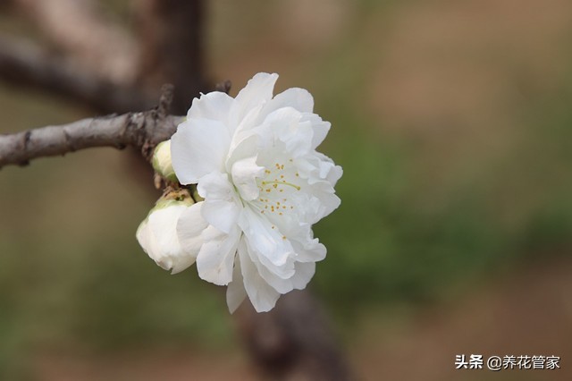 图片[8]-观赏桃花十大品种(桃花十大观赏品种)-欣欣百科网