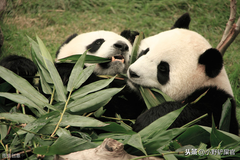 大熊猫为什么被视为中国的国宝（大熊猫生活在什么地方）