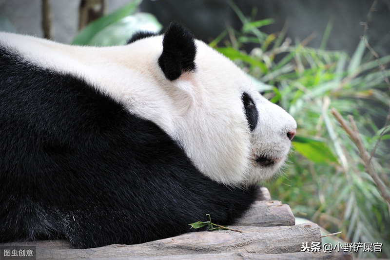 大熊猫为什么被视为中国的国宝（大熊猫生活在什么地方）