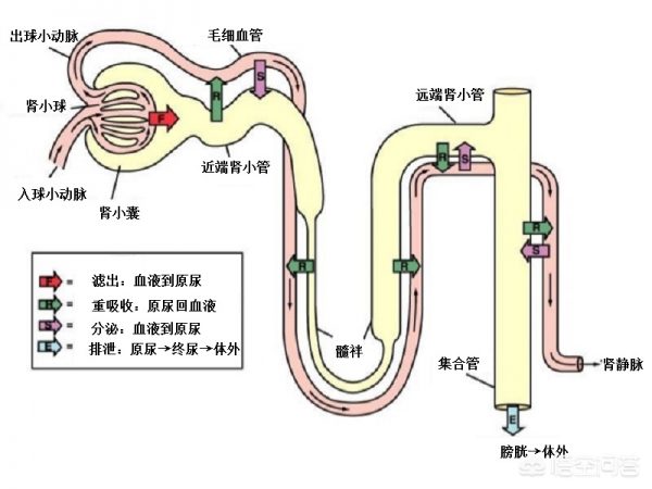 图片[2]-人每天喝多少水最好(每天喝多少水最靠谱)-欣欣百科网