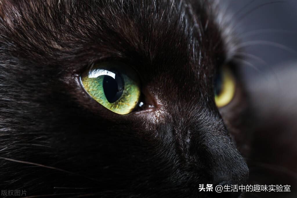 什么颜色的猫不吉利（养猫不养黑色有科学依据吗）