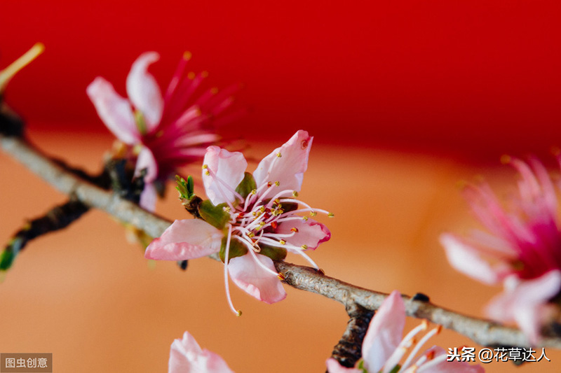 桃花是什么季节开的