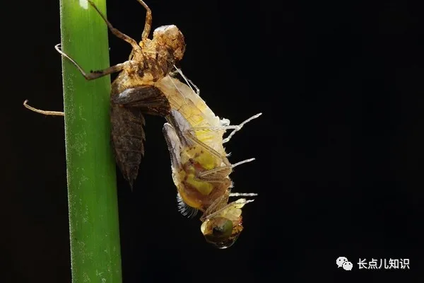 蜻蜓点水是为了什么（蜻蜓点水的目的是为了喝水吗）