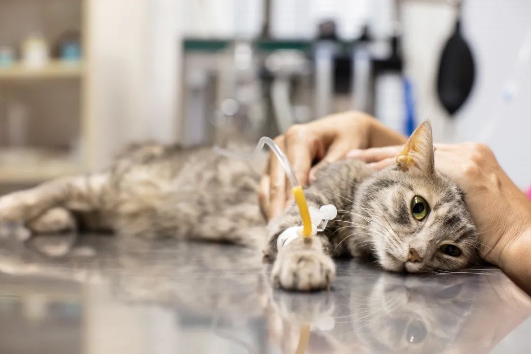 蚊香对猫有没有影响（家里点蚊香对猫咪的伤害大吗）