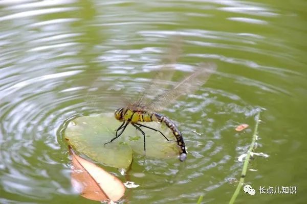 蜻蜓点水是为了什么（蜻蜓点水的目的是为了喝水吗）