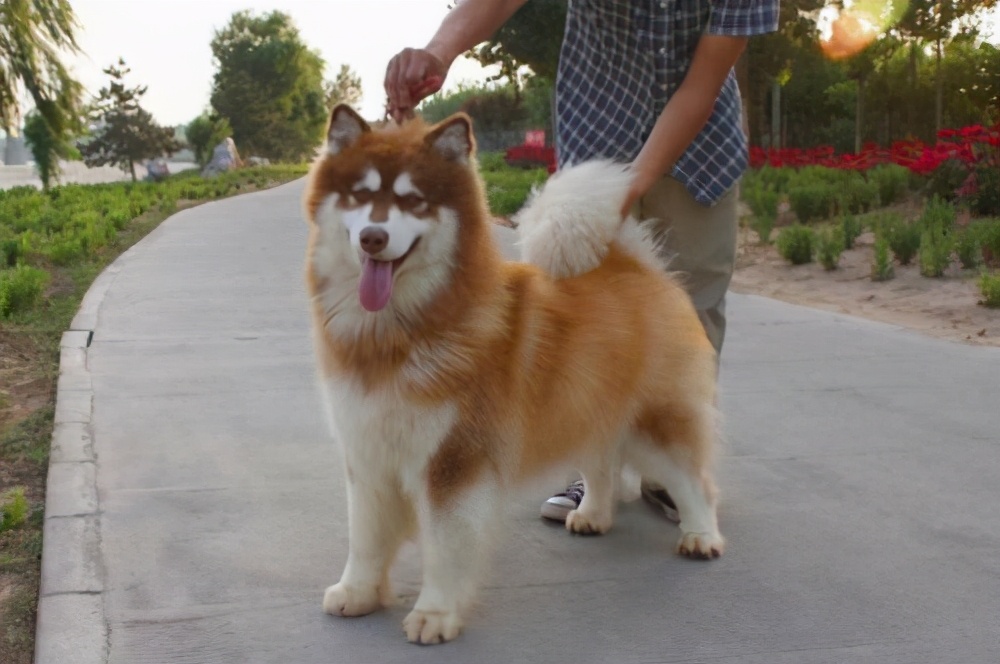 阿拉斯加犬多少钱一只（纯种阿拉斯加犬幼崽什么价格）