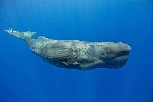 海洋十大霸主排名（现代海洋最顶级掠食者排行榜前十名）