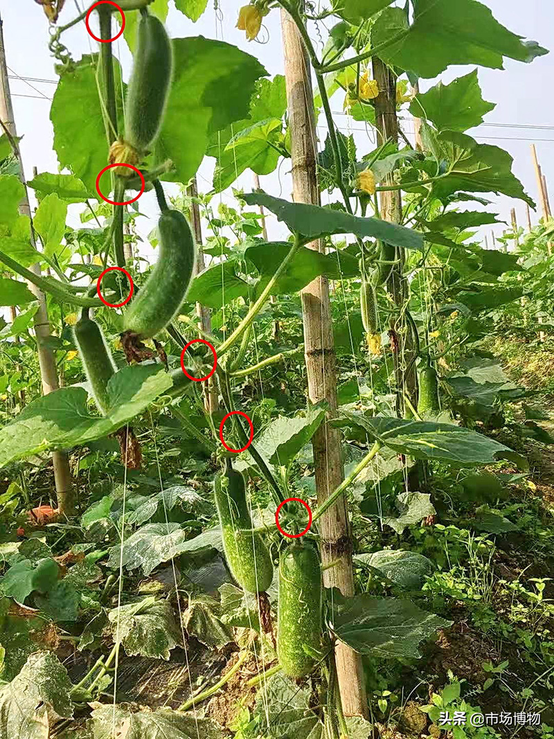 节瓜又叫什么瓜（什么叫节瓜长什么样）