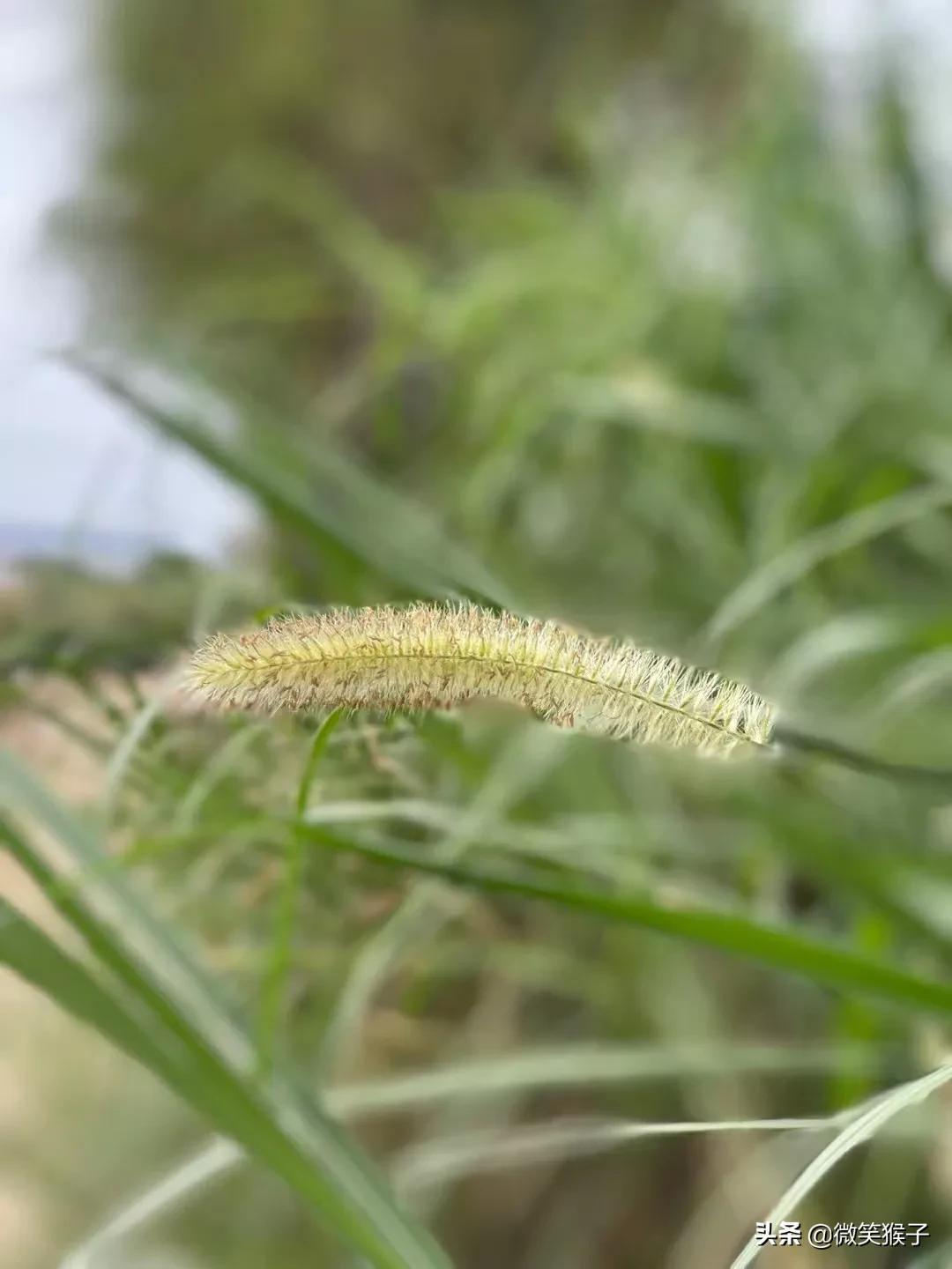 狗尾巴草的花语（平凡又坚强）