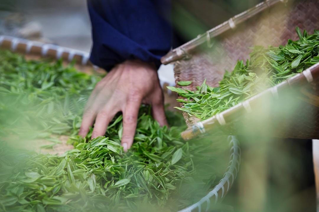 明前茶和雨前茶的区别（明前茶和雨前茶哪个好）