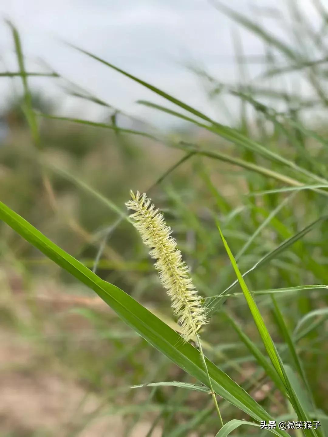 狗尾巴草的花语（平凡又坚强）