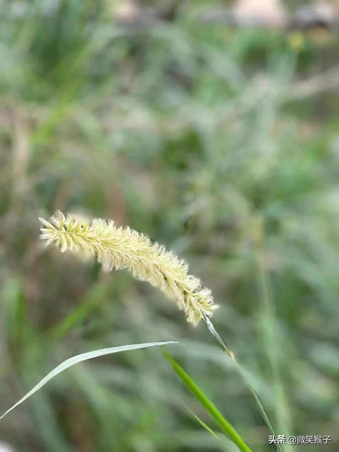 狗尾巴草的花语（平凡又坚强）