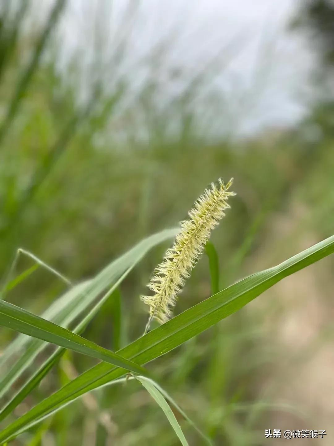 狗尾巴草的花语（平凡又坚强）