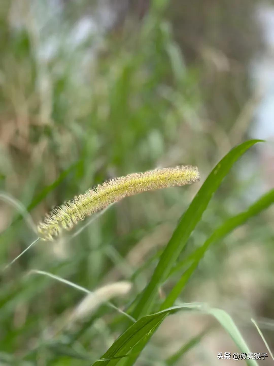 狗尾巴草的花语（平凡又坚强）