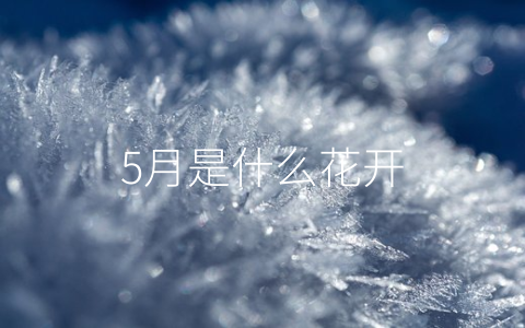 5月是什么花开