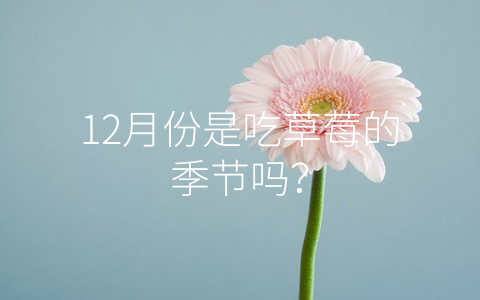 12月份是吃草莓的季节吗？