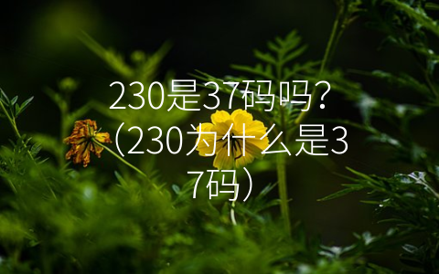 230是37码吗？（230为什么是37码）